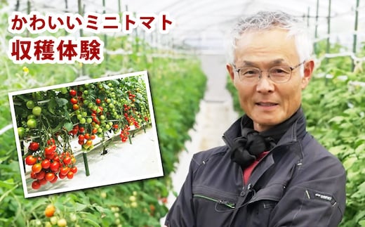 【1組10名】かわいいミニトマト収穫体験~【体験期間:9月下旬~10月下旬】
