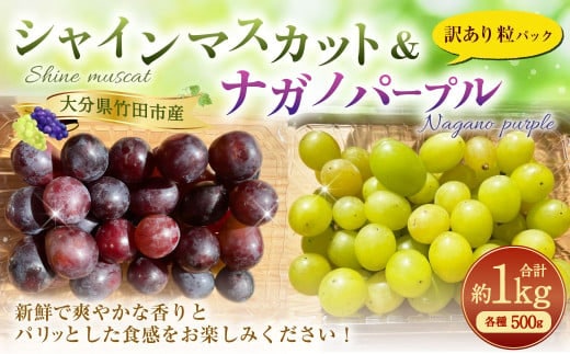 【数量限定】粒パック 訳あり シャインマスカット(約500g)&ナガノパープル(約500g) 計約1kg (各1パック)【2026年8月下旬-11月上旬発送開始予定】
