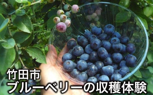 【1組5名まで】 ~自然豊かな久住高原で育ったブルーベリーの収穫体験~ 収穫ブルーベリーのお土産付き! 【体験期間:毎年6月下旬~8月下旬】