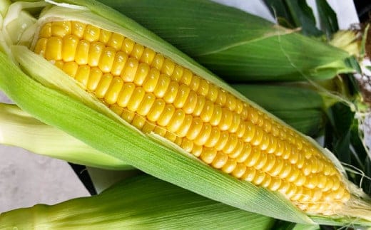 朝採りとうもろこし 恵味ゴールド 10本入り 【2026年7月上旬~8月上旬発送予定】