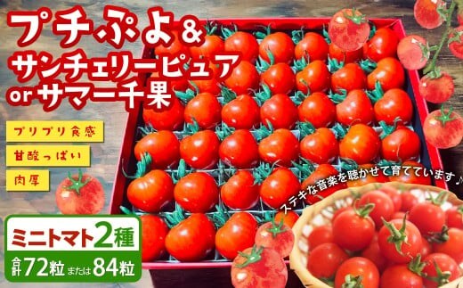音楽を聴いて育った 「ミニトマト 2段 黒 / 赤 BOX」 (プチぷよ 30粒から42粒 / サンチェリーピュア もしくは サマー千果 42粒) 【2026年7月上旬~11月上旬順次発送予定】