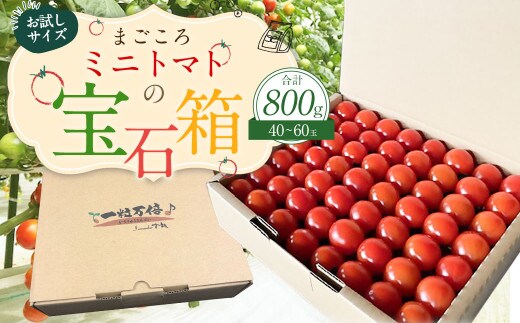 お試しサイズ まごころミニトマトの宝石箱 800g (約40~60玉) サンチェリーピュア 夏秋ミニトマト トマト 野菜 【2026年7月上旬から11月下旬まで発送予定】