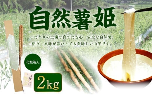 自然薯姫 （青果） 約2kg 【発送不可期間:毎年4月下旬-11月上旬】