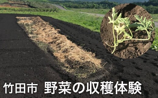 【1組5名まで】 ~自然豊かな久住高原で育った野菜の収穫体験~ 収穫お野菜のお土産付き! 【体験期間:毎年7月下旬~9月下旬】