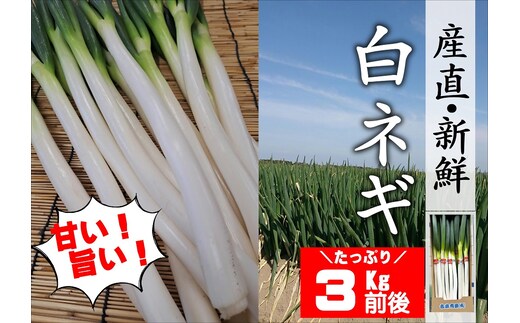 【先行予約】産地直送・新鮮！甘くて美味しい白ネギ (3kg前後) 西日本トップクラスの産地・大分県豊後高田市産 広大な干拓で育ったミネラル豊富な白ねぎ ネギ ねぎ 長ネギ 鍋 野菜