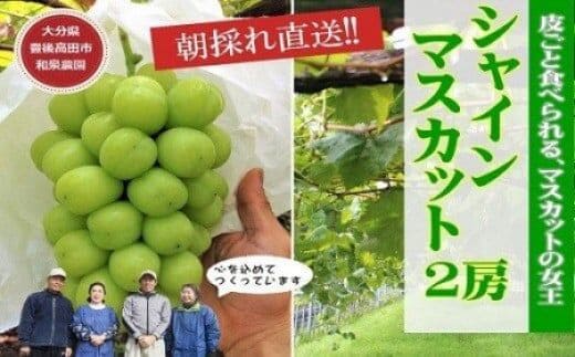 シャインマスカット 特選シャインマスカット2房入（約1kg） ぶどう ブドウ マスカット 果物 フルーツ シャインマスカット マスカット シャインマスカット D2-02