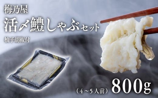 F2-03 活〆鱧しゃぶしゃぶセット800g（4～5人前） ハモ 鱧 はも 鍋 しゃぶしゃぶ 海鮮 魚