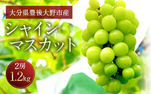 056-1119x2 【先行予約】 シャインマスカット 2房 合計約1.2kg 種なし ぶどう 【2026年9月下旬から10月下旬発送予定】