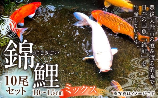 164-906 【指定日必須】rk-koi産 錦鯉ミックス 10~15cm 10尾 セット
