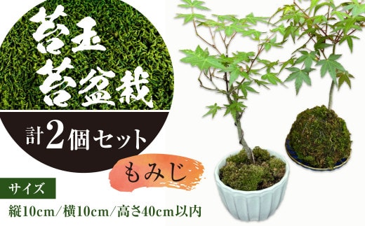 144-1234x3 苔玉 1個 苔盆栽 1個 (もみじ) 合計2個 セット コケ 苔 【2026年3月下旬から11月上旬迄順次発送予定】