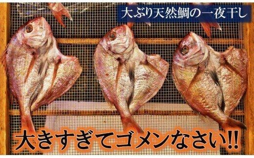 大きな天然鯛の一夜干し/3尾で1.2kg以上