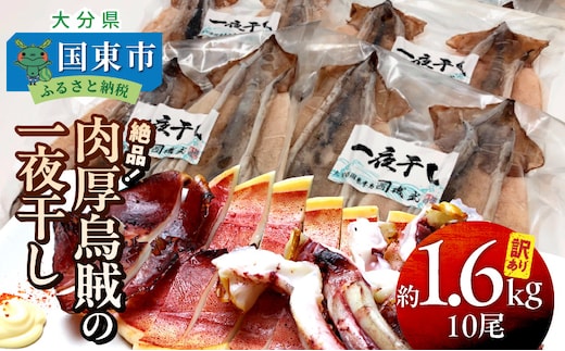 【訳あり】絶品！肉厚するめ烏賊一夜干したっぷり10尾（1.6kg以上）_1836R