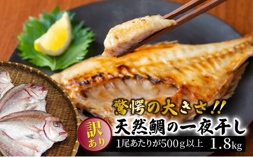 驚愕の大きさ！訳あり天然鯛の一夜干し1.8kg