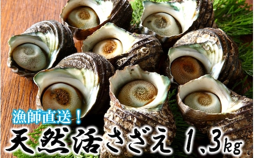 【冷蔵発送】漁師直送!天然活さざえ1.3kg_1067R