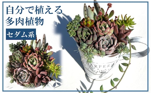 自分で植える多肉植物/セダム系苗※ピンセット付きAセット_1883R