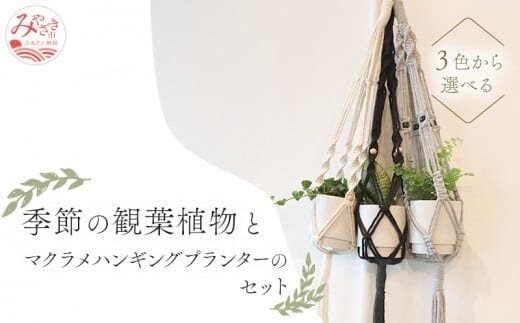 《黒》季節の観葉植物と3色から選べるマクラメハンギングプランタ―のセット_M005-006_bk