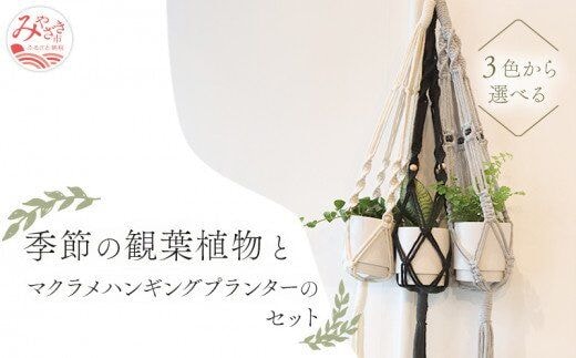 《グレー》季節の観葉植物と3色から選べるマクラメハンギングプランタ―のセット_M005-006_gr