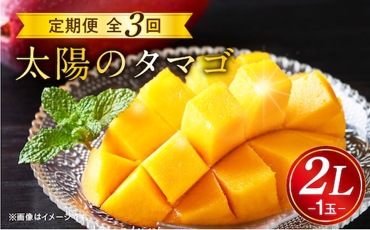 《2026年発送先行予約》【数量・期間限定】太陽のタマゴ2L1玉定期便 全3回_M153-T037