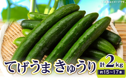 てげうま きゅうり 2kg_M334-002