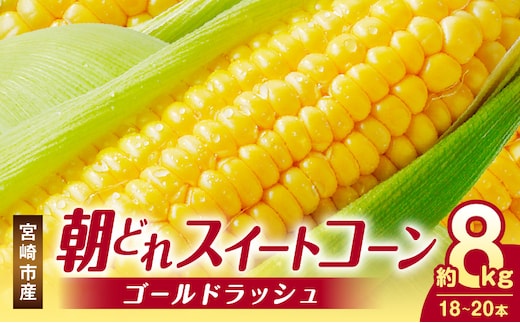 《2026年発送先行予約》【数量・期間限定】宮崎市産朝どれスイートコーン（ゴールドラッシュ）約8kg_M320-001