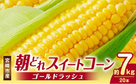 《2026年発送先行予約》【数量・期間限定】宮崎市産朝どれスイートコーン（ゴールドラッシュ）約7kg_M320-001_01