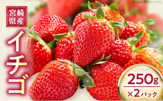 《2026年発送先行予約》【数量・期間限定】宮崎県産イチゴ 250g×2パック_M320-004