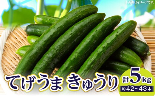 てげうま きゅうり 5kg_M334-001