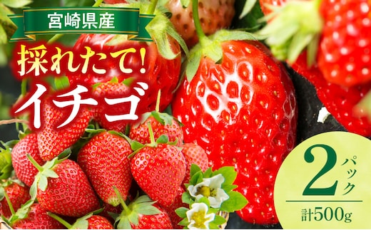 《2026年発送》【数量・期間限定】宮崎県産イチゴ 2パック_M359-004-01