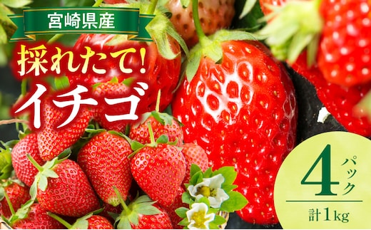 《2026年発送》【数量・期間限定】宮崎県産イチゴ 4パック_M359-004-02
