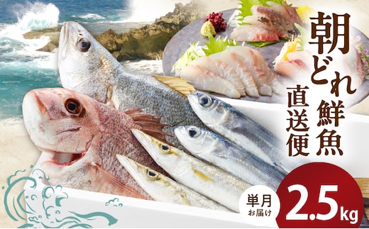 大和海商の朝どれ鮮魚直送便2.5kg N072-YA3340