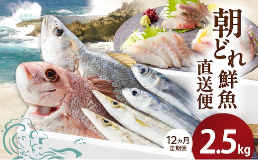 【12ヶ月定期便】大和海商の朝どれ鮮魚直送定期便2.5kg N072-YG0186