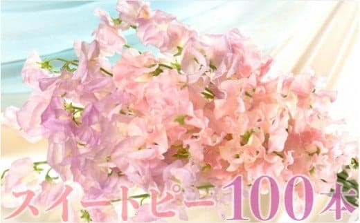 【1月～3月発送】スイートピー100本 N029-YE121
