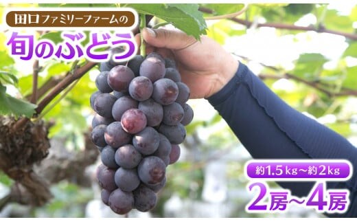 【田口ファミリーファーム】旬のぶどう(2房~4房) N053-YZB073