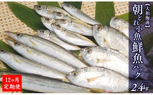 【12ヶ月定期便】大和海商の朝どれ鮮魚小魚パック2.4kg N072-YG0180