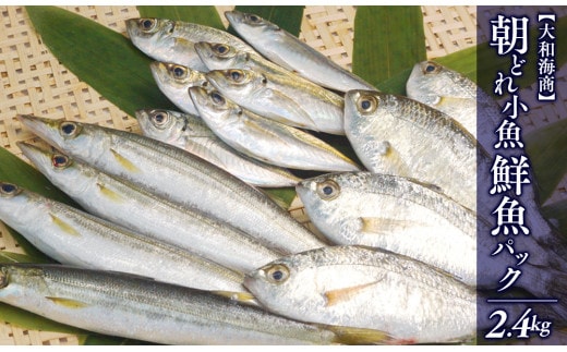 【単月お届け】大和海商の朝どれ鮮魚小魚パック2.4kg N072-YA2241
