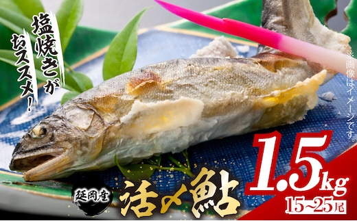 【2026年5月以降発送】延岡どれ鮎（冷凍）1.5kg N017-YA6615