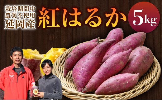 さつまいも 紅はるか 5kg N063-YA3385
