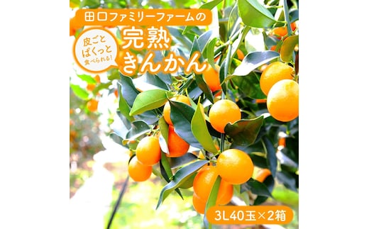 【田口ファミリーファーム】皮ごとぱくっと!完熟きんかん3L 40玉×2箱(2026年2月中旬発送開始) N053-YZB231