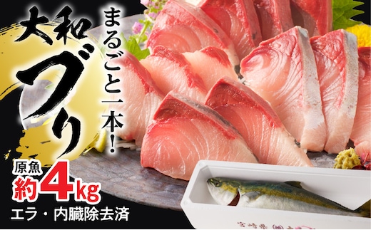 【10月～2月発送!!】まるごと一本！大和ブリ内臓処理済み刺身ぶりしゃぶ煮物 N072-YC131