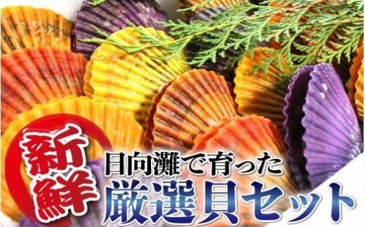 貝類Bセット N014-YZB915