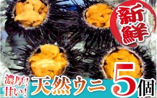 日豊海岸どれ延岡産天然ウニ（5個） N014-YZB529