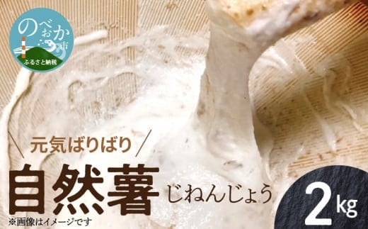 元気ばりばり じねんじょう 自然薯 2kg N020-YB354