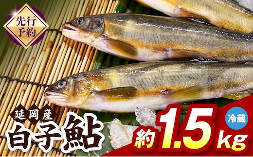 【先行予約】2026年10月下旬より発送開始【冷蔵】白子鮎約1.5kg N070-YA865-1