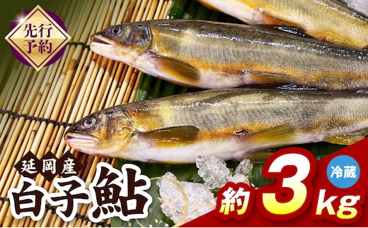 【先行予約】2026年10月下旬より発送開始【冷蔵】白子鮎約3kg N070-YC426-1