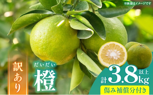 先行予約 訳あり 橙 だいだい 計3.8kg以上 傷み補償分入り 期間限定 数量限定 フルーツ 果物 くだもの みかん 柑橘 国産 食品 訳アリ 家庭用 おすそ分け おすすめ ポン酢 マーマレード ジャム 調味料 正月飾り 不揃い 傷 規格外 宮崎県 日南市 送料無料_AAV7-25
