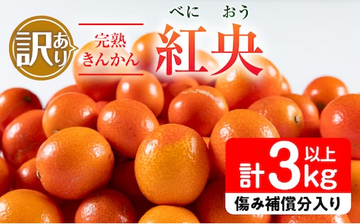 訳あり 先行予約 完熟 きんかん 紅央 計3kg以上 傷み補償分入り フルーツ 果物 訳アリ くだもの 柑橘 金柑 おすすめ おすそ分け 国産 食品 デザート ブランド 希少 ご家庭用 ご自宅用 お取り寄せ 特産品 産地直送 宮崎県 日南市 送料無料_BAV7-25
