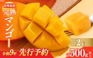 先行予約 宮崎県産 完熟マンゴー 2玉 計500g以上 フルーツ スイーツ 果物 くだもの 食品 グルメ デザート 国産 産地直送 おすすめ おやつ ご褒美 贈り物 ギフト プレゼント 令和9年発送分 宮崎県 日南市 送料無料_CV9-26