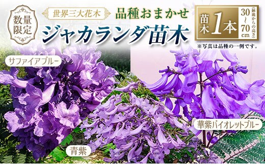 ≪世界三大花木≫ ジャカランダ 苗木 1本 30cm～70cm 期間限定 数量限定 紫雲木 花 植物 鉢植え 樹木 観賞用 園芸 国産 紫色 珍しい 希少 神秘的 贈り物 ギフト プレゼント お祝い 御祝 誕生日 記念日 ご褒美 人気 おすすめ 癒し 宮崎県 日南市 送料無料_C140-25