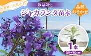 ≪世界三大花木≫ ジャカランダ 苗木 1本 30cm～70cm 期間限定 数量限定 紫雲木 花 植物 鉢植え 樹木 観賞用 園芸 国産 紫色 珍しい 希少 神秘的 贈り物 ギフト プレゼント お祝い 御祝 誕生日 記念日 ご褒美 人気 おすすめ 癒し 宮崎県 日南市 送料無料_C140-25