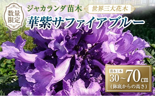 ≪世界三大花木≫ ジャカランダ 苗木 華紫サファイアブルー 30cm～70cm 期間限定 数量限定 紫雲木 花 植物 鉢植え 観賞用 園芸 国産 紫色 珍しい 希少 神秘的 贈り物 ギフト プレゼント お祝い 誕生日 記念日 人気 おすすめ 癒し 宮崎県 日南市 送料無料_CA72-25